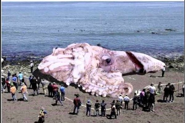 Kraken даркнет рынок