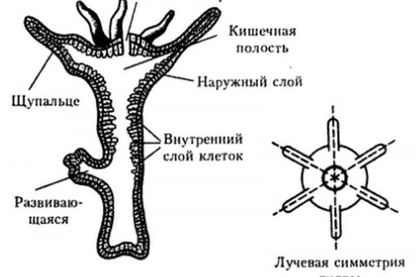 Кракен официальная ссылка kraken torion