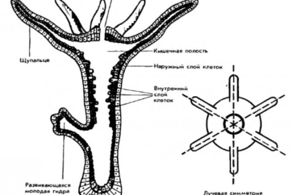 Kraken зеркало даркнет